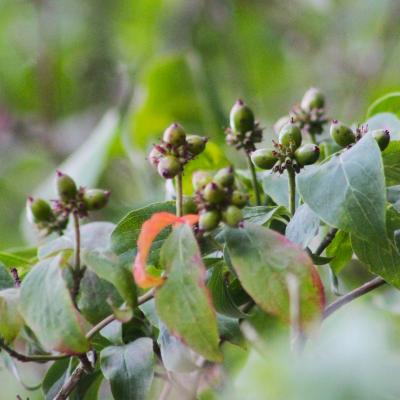 Cornus florida L. (flowering dogwood), fruit