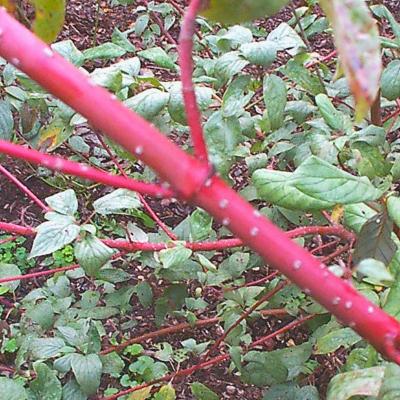 Cornus sericea ssp. sericea (red-osier dogwood), bark