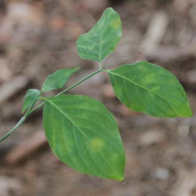 Cornus florida L. (flowering dogwood), leaves