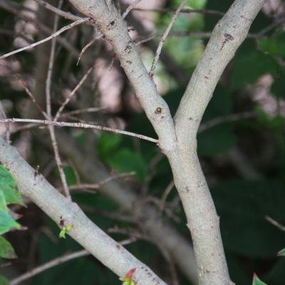 Cornus pumila Koehne (dwarf dogwood), bark