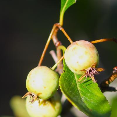 Crataegus crus-galli L. (cockspur hawthorn), close-up of unripe fruit