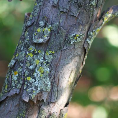 Cydonia oblonga Mill. (quince), bark, mature
