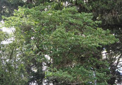 Cornus florida L. (flowering dogwood), form
