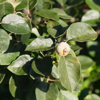 Cydonia oblonga Mill. (quince), fruit