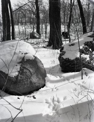 Boulders in east edge of meadow in winter