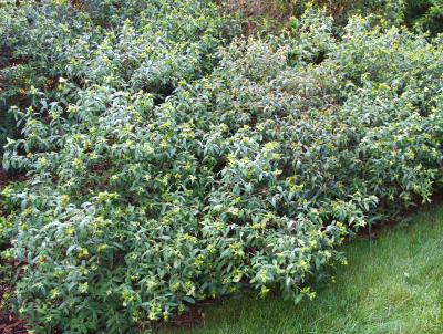 Hypericum frondosum Michx. (golden St. John’s wort), form