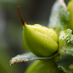 Hypericum frondosum Michx. (golden St. John’s wort), close-up of fruit