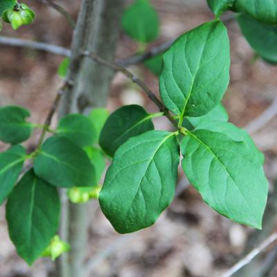 Euonymus latifolius (L.) Mill. (broad-leaved spindle tree), leaves