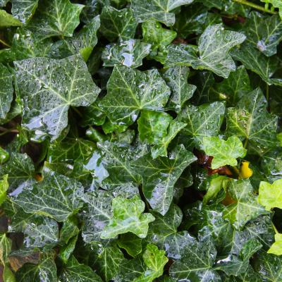 Hedera helix L. (ivy), leaves