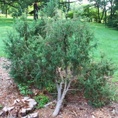 Juniperus communis var. suecica (Mill.) Ait. (Swedish juniper), form