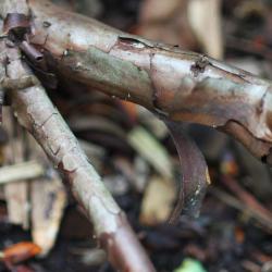 Hypericum frondosum Michx. (golden St. John’s wort), bark