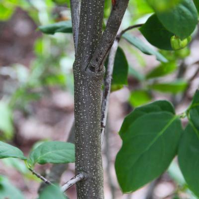 Euonymus latifolius (L.) Mill. (broad-leaved spindle tree), bark