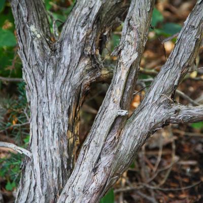 Juniperus communis var. suecica (Mill.) Ait. (Swedish juniper), bark