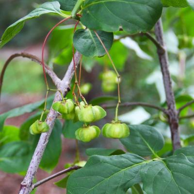 Euonymus latifolius (L.) Mill. (broad-leaved spindle tree), fruit
