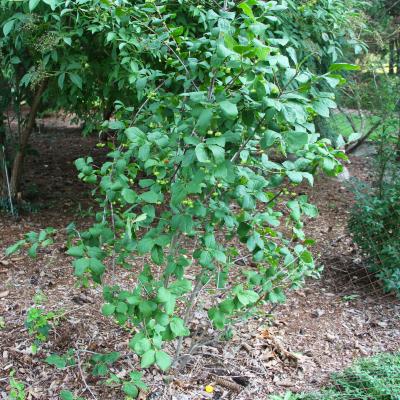 Euonymus latifolius (L.) Mill. (broad-leaved spindle tree), form