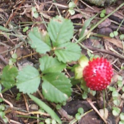 Duchesnea indica (Andrews) Teschem. (Indian strawberry), fruit