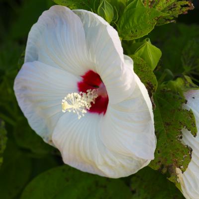 Hibiscus moscheutos L. (common rose-mallow), flower
