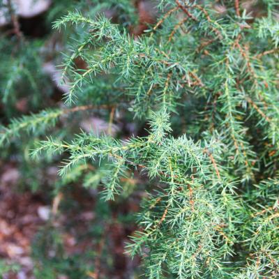 Juniperus communis var. suecica (Mill.) Ait. (Swedish juniper), leaves