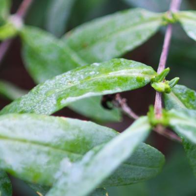 Hypericum frondosum Michx. (golden St. John’s wort), leaves
