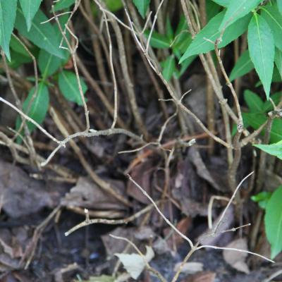 Diervilla sessilifolia Buckl. (southern bush-honeysuckle), bark