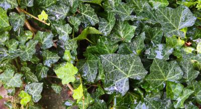 Hedera helix L. (ivy), leaves