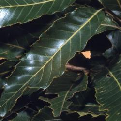 Quercus acutissima (sawtooth oak), leaves