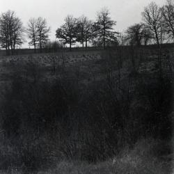 Landscape with small red pines in background, planted in 1941, west of Hemlock or Hawthorn Collection 