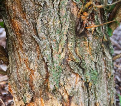 Populus nigra var. thevestina (Dode) Bean (upright black poplar), bark