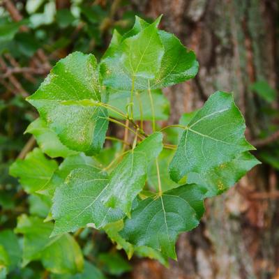 Populus nigra var. thevestina (Dode) Bean (upright black poplar), leaves
