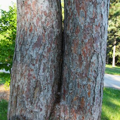 Pinus resinosa Ait. (red pine), bark