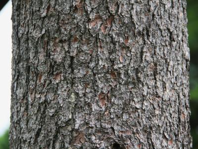 Pinus peuce Grisebach (Balkan pine), bark