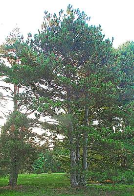 Pinus nigra Arnold (Austrian pine), form