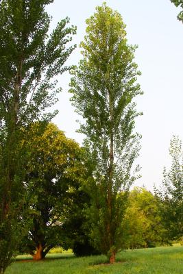 Populus nigra var. thevestina (Dode) Bean (upright black poplar), form