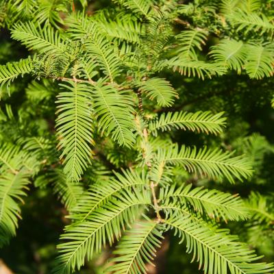Metasequoia glyptostroboides Hu & W. C. Cheng (dawn-redwood), leaves