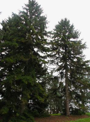 Picea orientalis (L.) Link (Oriental spruce), form
