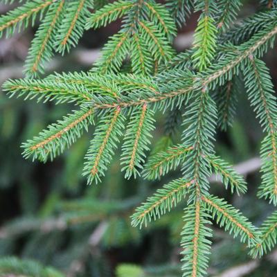 Picea orientalis (L.) Link (Oriental spruce), leaves