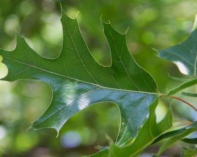 Quercus velutina Lam. (black oak), leaves