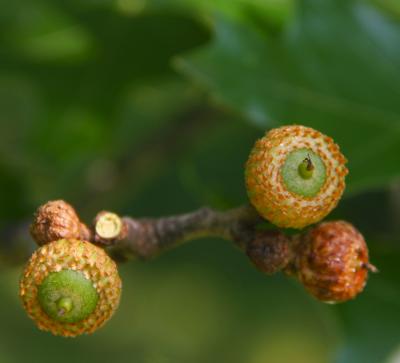 Quercus velutina Lam. (black oak), fruit