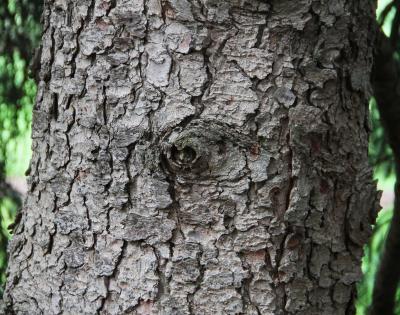 Picea orientalis (L.) Link (Oriental spruce), bark