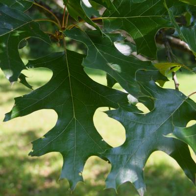 Quercus velutina Lam. (black oak), leaves