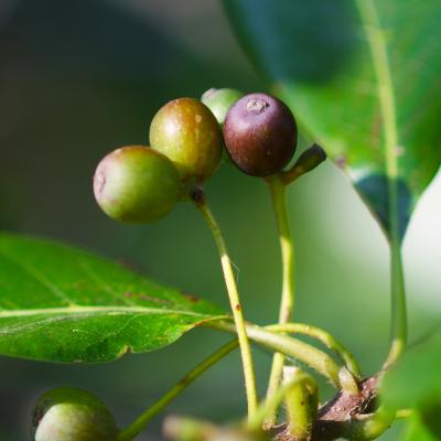 Nyssa sylvatica Marsh. (tupelo), close-up of fruit