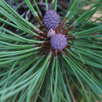 Pinus resinosa Ait. (red pine), female, immature cones