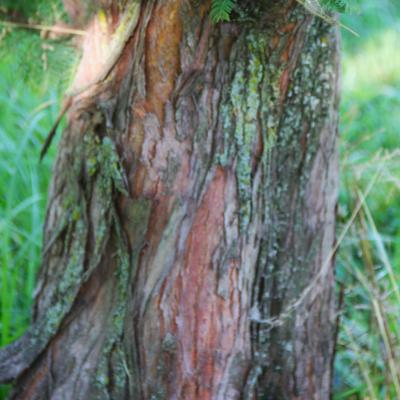 Metasequoia glyptostroboides Hu & W. C. Cheng (dawn-redwood), bark
