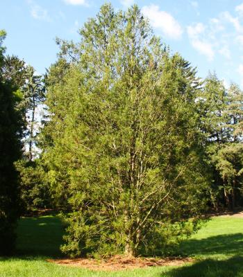 Pinus bungeana Zucc. ex Endl. (lacebark pine), form