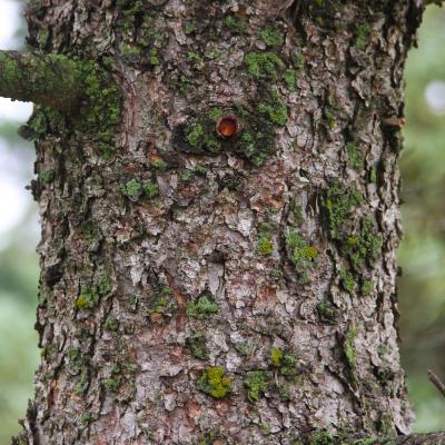 Picea glauca var. densata Bailey (Black Hills spruce), bark