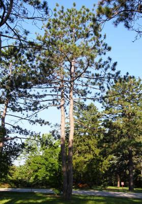 Pinus resinosa Ait. (red pine), form