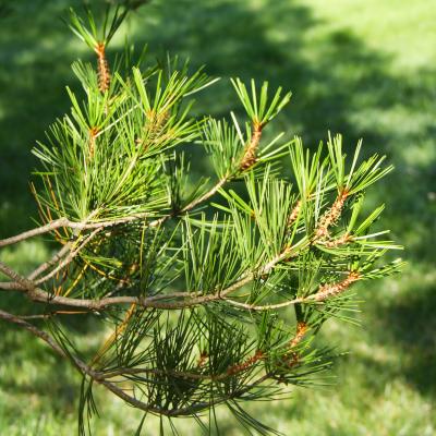 Pinus bungeana Zucc. ex Endl. (lacebark pine), leaves