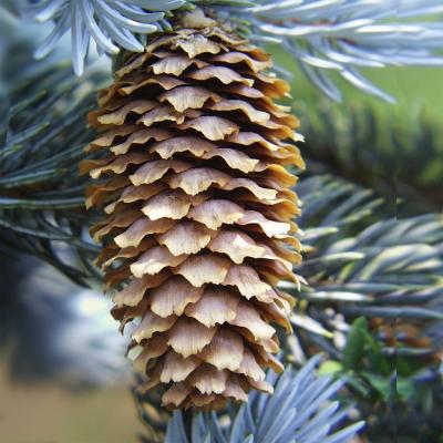 Picea pungens Engelm. (blue spruce), close-up of fruit (cone)