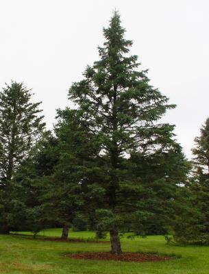 Picea glauca var. densata Bailey (Black Hills spruce), form