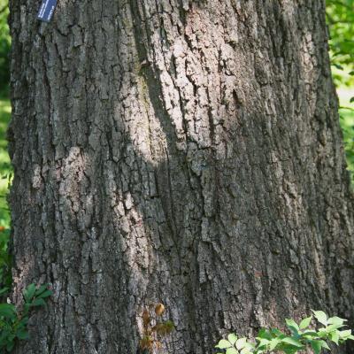 Quercus velutina Lam. (black oak), bark